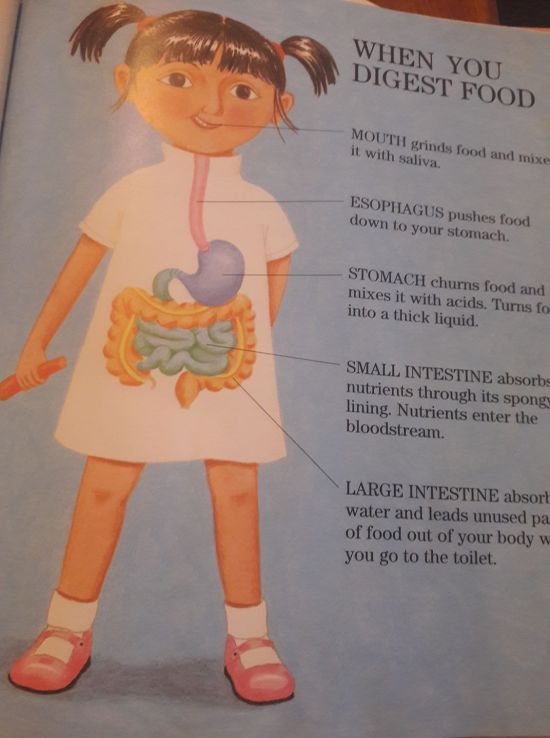 digestivesystempicturebook